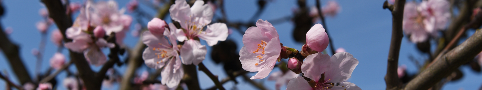 Obstblüte an Ast ©DLR